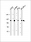 CBL Antibody